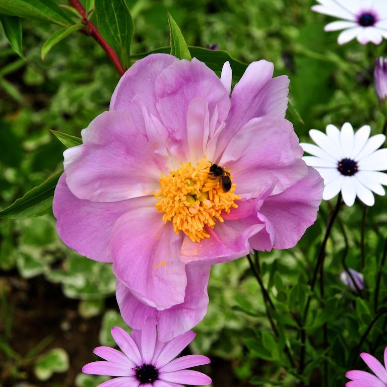 San Biagio della Cima Le Rose 빌라 외부 사진