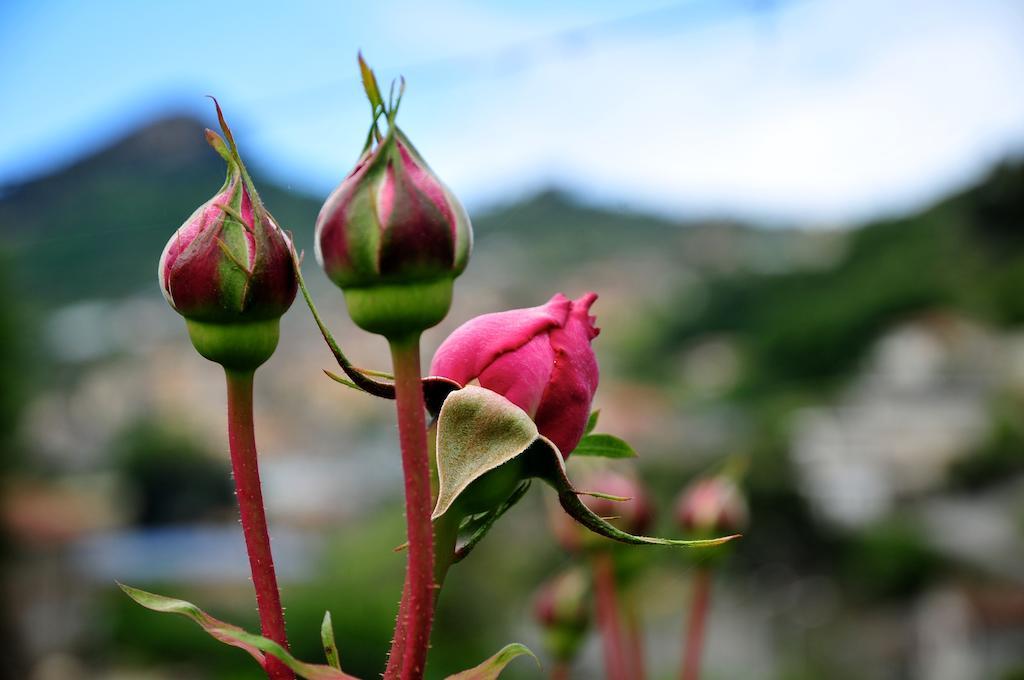 San Biagio della Cima Le Rose 빌라 외부 사진