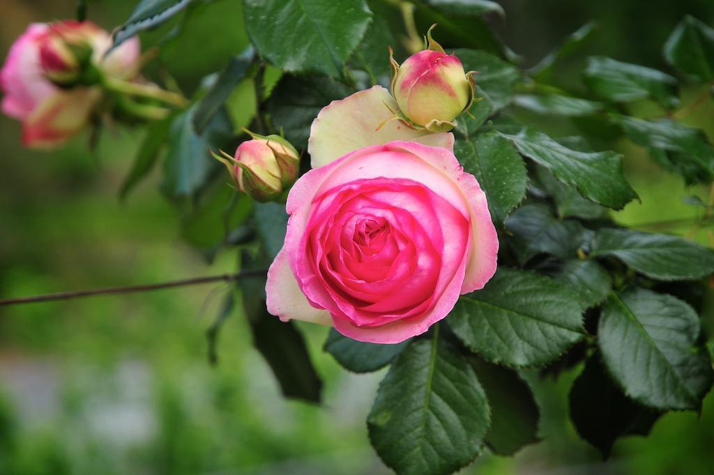 San Biagio della Cima Le Rose 빌라 외부 사진