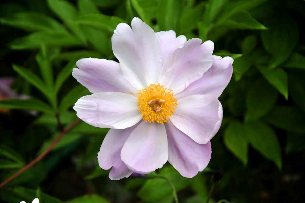 San Biagio della Cima Le Rose 빌라 외부 사진