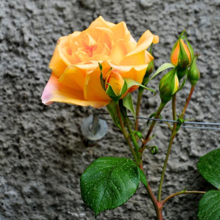 San Biagio della Cima Le Rose 빌라 외부 사진