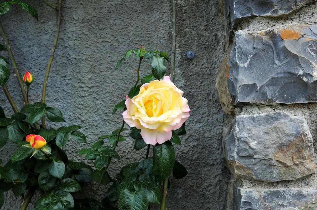 San Biagio della Cima Le Rose 빌라 외부 사진