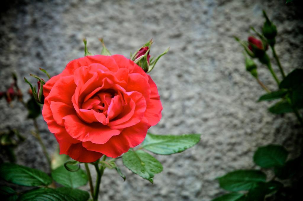 San Biagio della Cima Le Rose 빌라 외부 사진