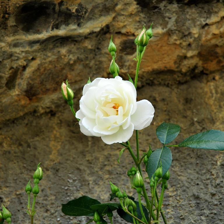 San Biagio della Cima Le Rose 빌라 외부 사진